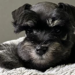 Miniature Schnauzers from KK’s Krazy Kennels