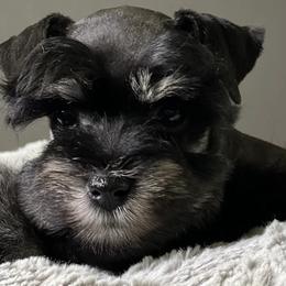 Miniature Schnauzers from KK’s Krazy Kennels