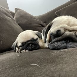 Pug Puppies from Pugalittlefoot