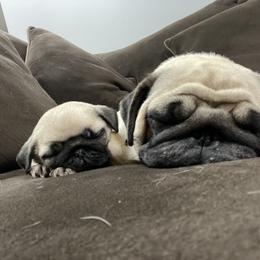Pug Puppies from Pugalittlefoot