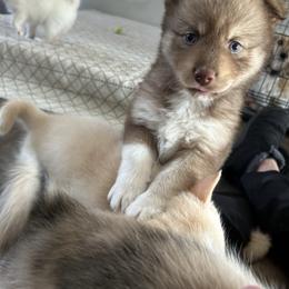 Girl - Chocolate female Pomsky puppy in Harpers Ferry, West Virginia from Brandie Kelley
