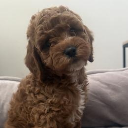 Boy 2 - Red male Cavapoo puppy in Corona, California from SoCal Cavapoo's
