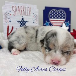 Sailor - Blue merle and white male American Corgi puppy in White Hall, Maryland from Folly Acres Corgis