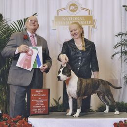 American Staffordshire Terrier All Grown Up from Aim High Kennels