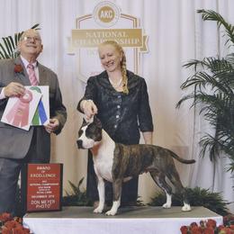 American Staffordshire Terrier All Grown Up from Aim High Kennels