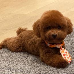 Poodle puppies from Sweetie Pie Poodles
