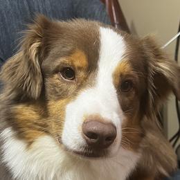 Boujee - Australian Shepherd