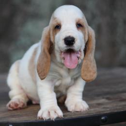 Female 2 - Red and white female Basset Hound puppy in Georgia from Huff's Hounds