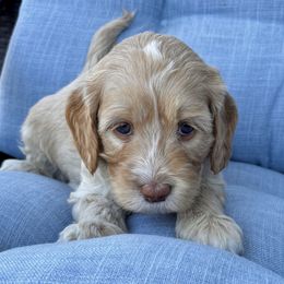 Mikey - Gold male Australian Labradoodle puppy in Roseville, California from Darby Park Doodles