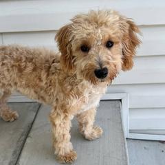 Taco Bell - Apricot female Double Doodle puppy in Middleton, Idaho from Krystle’s Premier Doodles