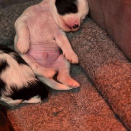 Olaf - White and black male Chinese Crested puppy in Utah from Mlee puppies