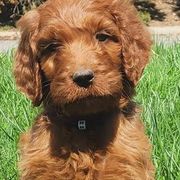 Irish Doodles from Brilliant Breeds