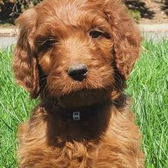 Irish Doodles from Brilliant Breeds