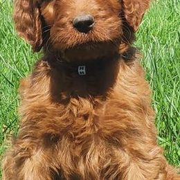 Irish Doodles from Brilliant Breeds