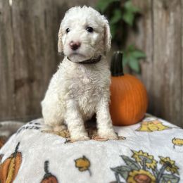 Fruity Pebbles - Cream female Goldendoodle puppy in Atlantic Beach, Florida from Glamorous Golden Doodles