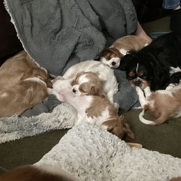Cavalier King Charles Spaniel puppies from Wasatch Cavaliers