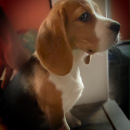 Beagle and German Shepherd Puppies from Synastry Beagles