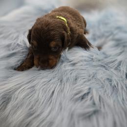 Australian Shepherd Puppies from Crooked Creek Australian Shepherds