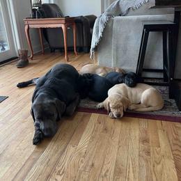 Labrador Retriever Puppies from Branley's Riverside Labradors