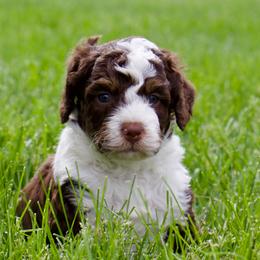 Doc - male Australian Mountain Doodle puppy in Decatur, Illinois from Signature Doodles