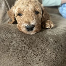 Goldendoodle Puppies from Hilltop Goldendoodles
