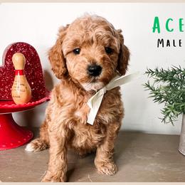 Ace - Red  male Goldendoodle puppy in Hilton, New York from The House of Goldendoodle