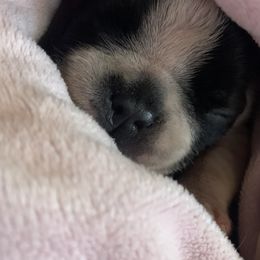 Boston Terrier Puppies from Day Root Enterprises Inc.