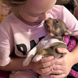 Rat Terrier Puppies from The Puppy Patch Rat Terriers
