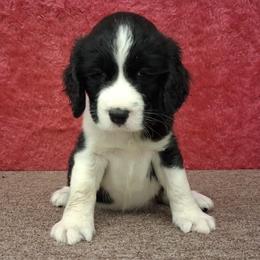Flora - Black and white female English Springer Spaniel puppy in North Carolina from Ebenezer Valley ESS