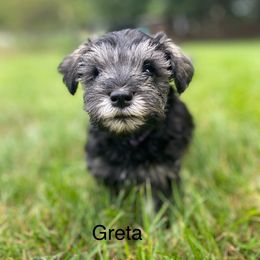 Miniature Schnauzer Puppies from Four Seasons Schnauzers