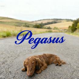 Pegasus - Dachshund