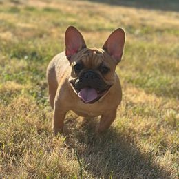 Girl 3 - Fawn and white female French Bulldog puppy in Washington from Pawcific Coast Bullies