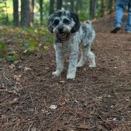 Aussiedoodle, Miniature Australian Shepherd, and Toy Australian Shepherd All Grown Up from Cotton Country Kennels