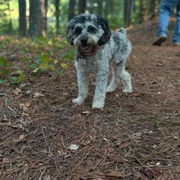 Aussiedoodle, Miniature Australian Shepherd, and Toy Australian Shepherd All Grown Up from Cotton Country Kennels