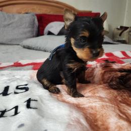 Grunt - Black and tan male Yorkshire Terrier puppy in Sidney, Ohio from Little Yorkie World