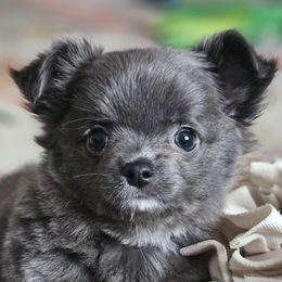 AKC Fluffy blue girl - Chihuahua puppy from Nadezhda's Chihuahuas