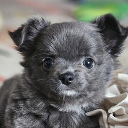 AKC Fluffy blue girl - Chihuahua puppy from Nadezhda's Chihuahuas