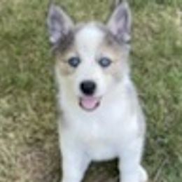 Pomskies from Krystal's Pomskies