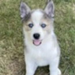 Pomskies from Krystal's Pomskies