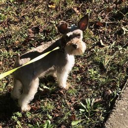 Sug - Miniature Schnauzer