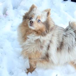 Willow - Pomeranian