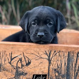 Dilute Retriever and Labrador Retriever Puppies from Lynn Valley Labradors
