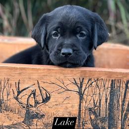 Dilute Retriever and Labrador Retriever Puppies from Lynn Valley Labradors