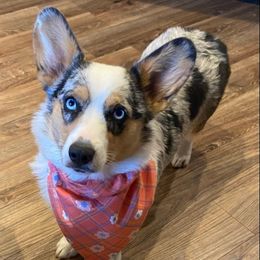American Corgis, Companion Crosses, and Deutsch-Drahthaars from Brave Country Kennels