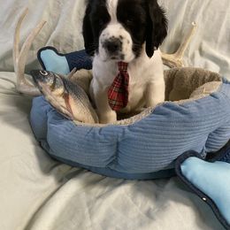 English Springer Spaniel Puppies from Hometown Springers
