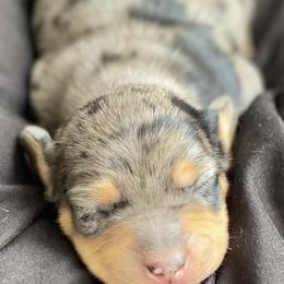 Dachshunds from Marble Dachshunds