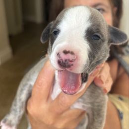 Luigi - Fawn brindle male Whippet puppy in Katy, Texas from Texas Diamond Whippets