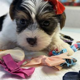 Crimson - Black & tan tri-color female Morkie puppy in Florence, Kentucky from 4paws4ever by Design
