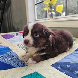 Cherry - Red tri female Miniature Australian Shepherd puppy in Dunnellon, Florida from Ever After Mini Aussies