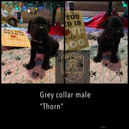 Thorn - Black male Cane Corso puppy in Altoona, Alabama from Snead’s Cane Corso Kennel